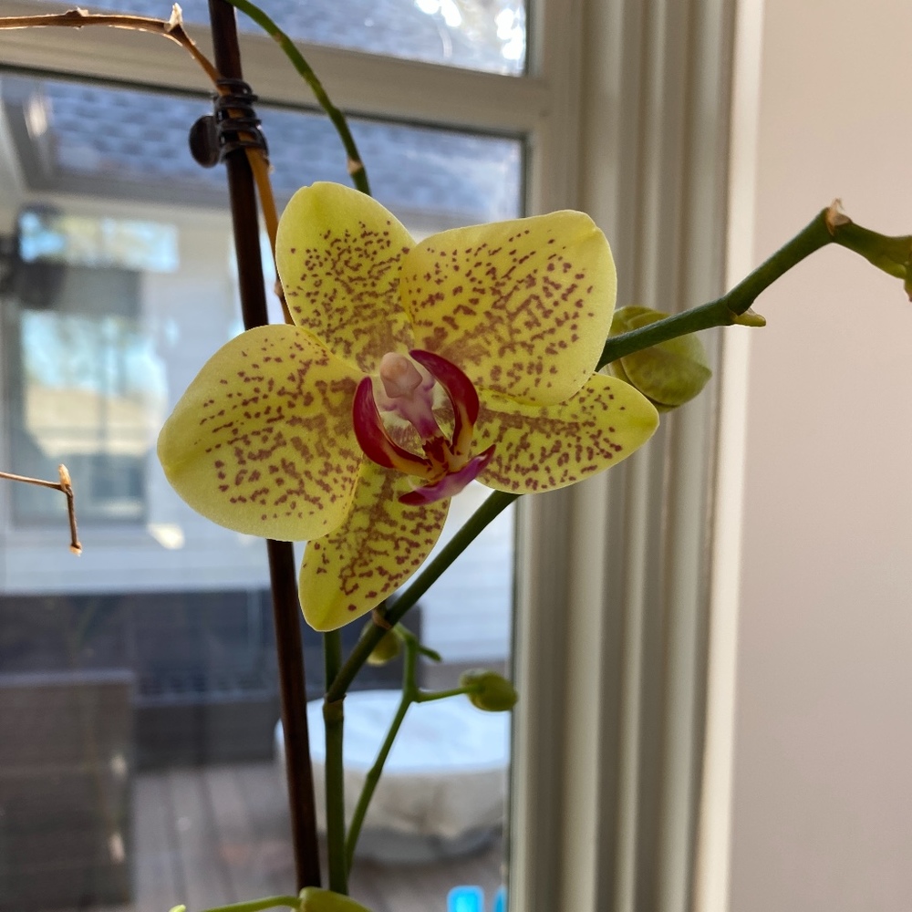 Meet your Posher, Priscilla